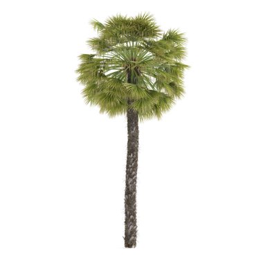 hurma izole ağaç bitki. trachycarpus