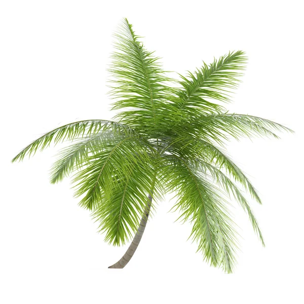 Palm tree isolated. Dictyosperma Album — Stock Photo, Image