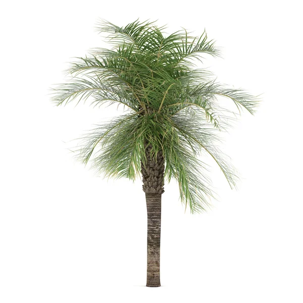 Palme isoliert. elaeis guineensis — Stockfoto