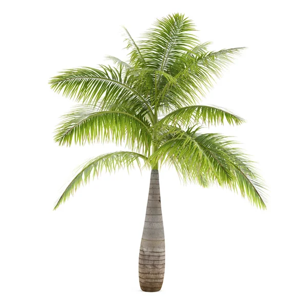 Palm tree isolated. Hyophorbe Lagenicaulis — Stock Photo, Image