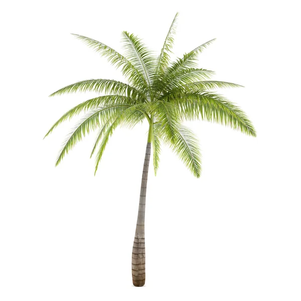 Palm tree isolated. Hyophorbe Lagenicaulis — Stock Photo, Image