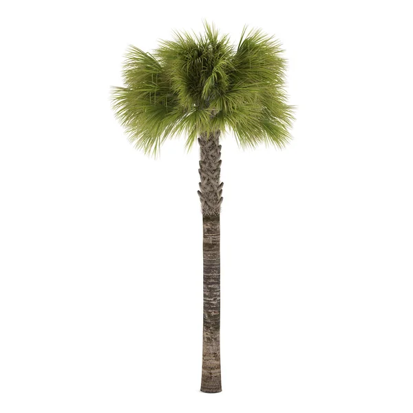 Palma isolata. Sabal palmetto — Foto Stock