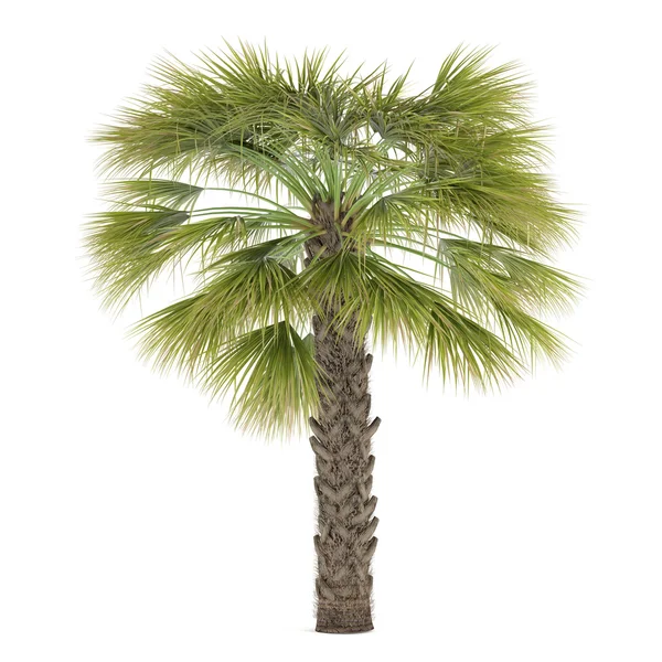 Palme isoliert. Sabal Palmetto — Stockfoto