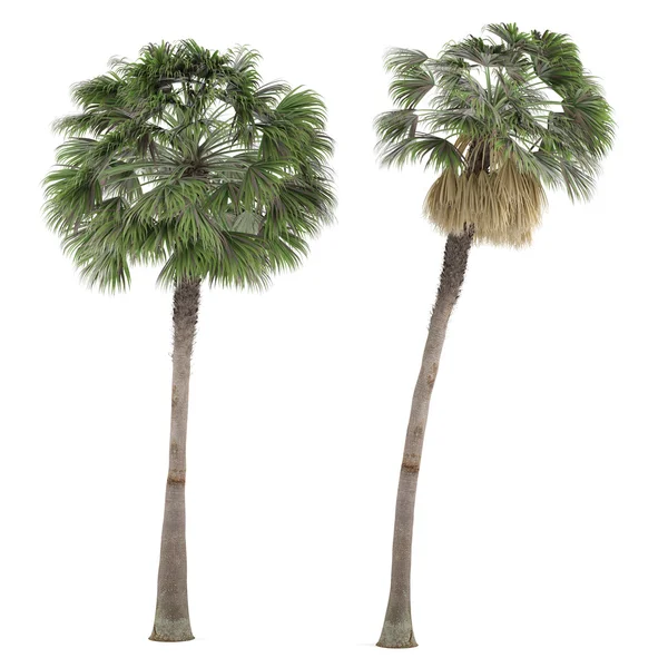 Palme pflanzt Baum isoliert. Washingtonia robusta — Stockfoto