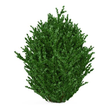 Plant bush isolated. clipart