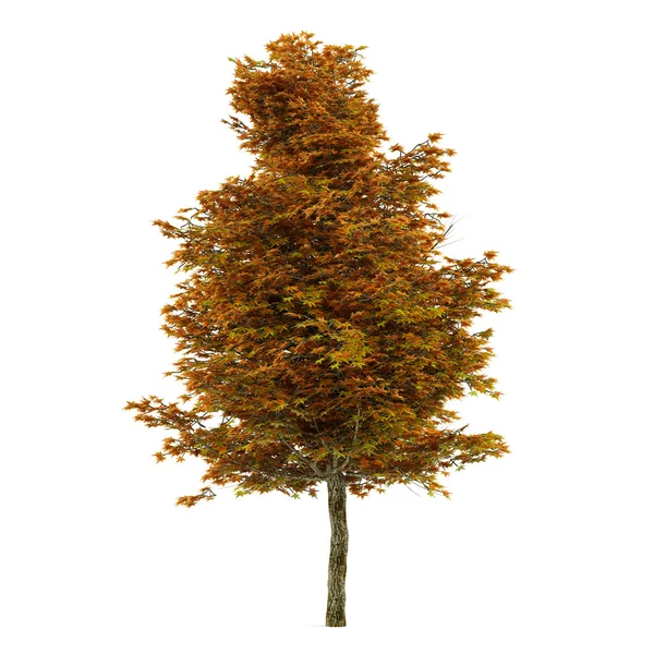 Árvore de outono isolada. Platano — Fotografia de Stock
