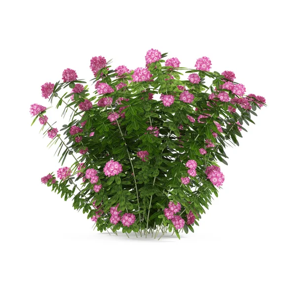 Arbusto de plantas con flores rosadas aisladas — Foto de Stock