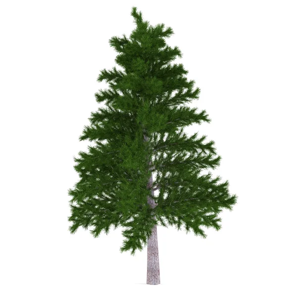 Baum isoliert. Tannenbaum — Stockfoto