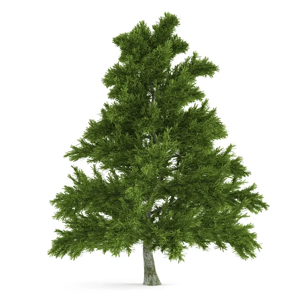 Boom geïsoleerd. Pinus fir-boom — Stockfoto