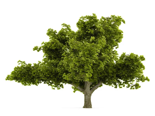 Baum isoliert — Stockfoto