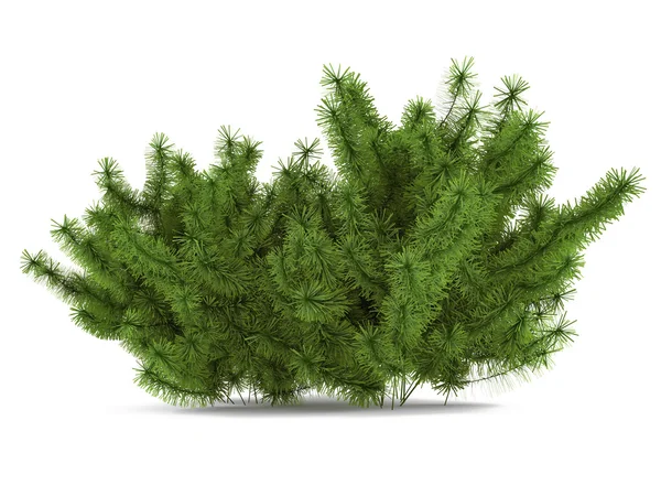 Pine bush izolované — Stock fotografie