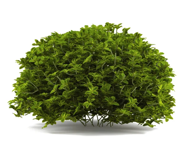 Exotic bush isolated — Stock Photo, Image