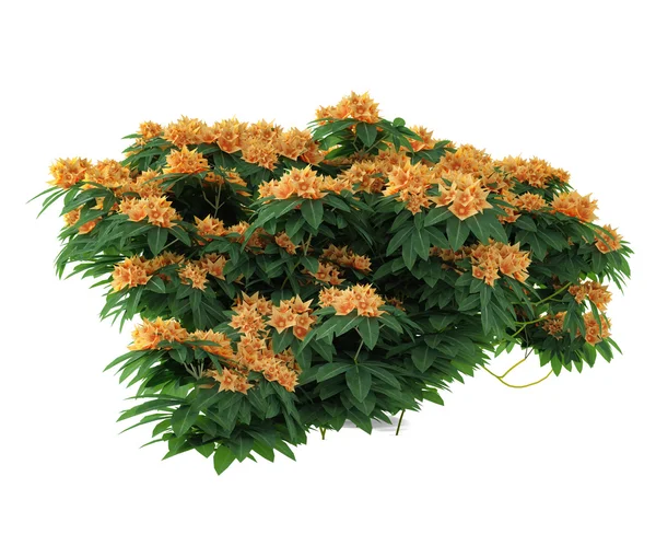 Plant flower bush isolated. — Stock Photo, Image