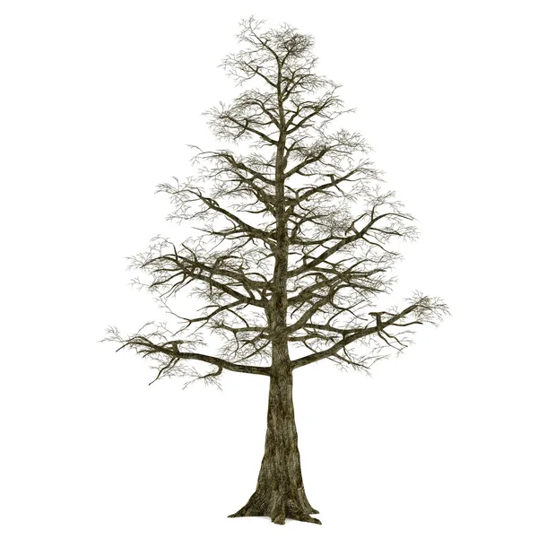 Abgestorbener Baum ohne Blätter isoliert. — Stockfoto