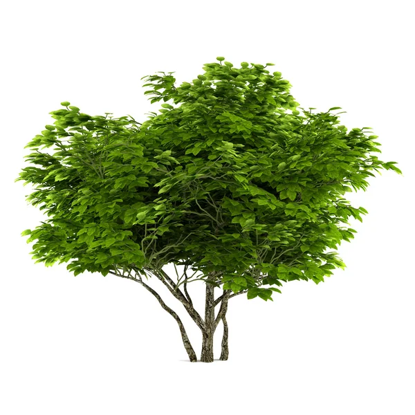 Árbol exótico aislado — Foto de Stock