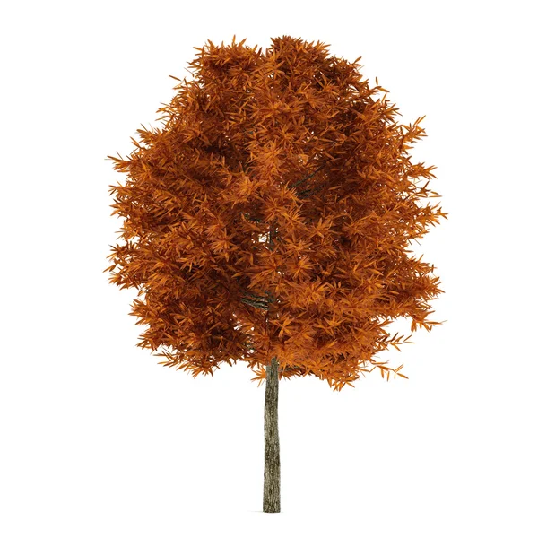 Podzimní strom izolovaný. Platanus — Stock fotografie