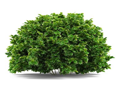 Plant bush isolated. clipart
