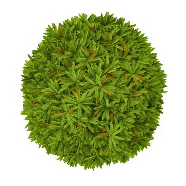 bitki bush ilk izole.