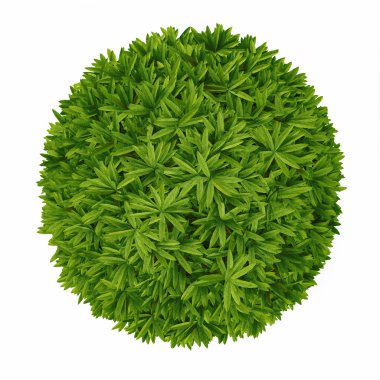 bitki bush ilk izole.