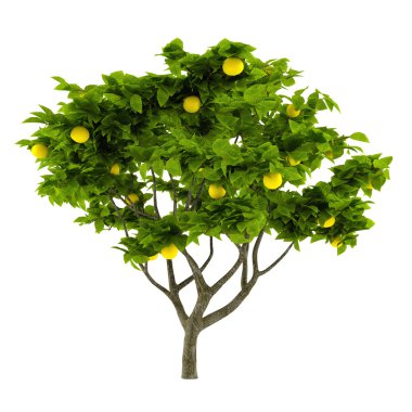 izole narenciye limon ağacı