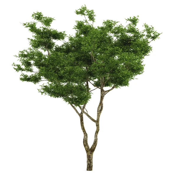 Árbol exótico aislado — Foto de Stock