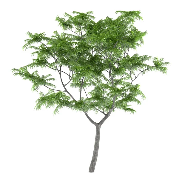 Exotischer junger Baum isoliert. — Stockfoto