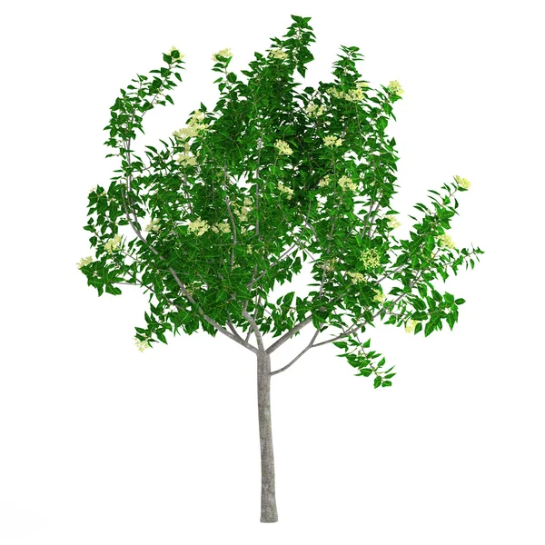 Young tree isolated — Stock Photo, Image