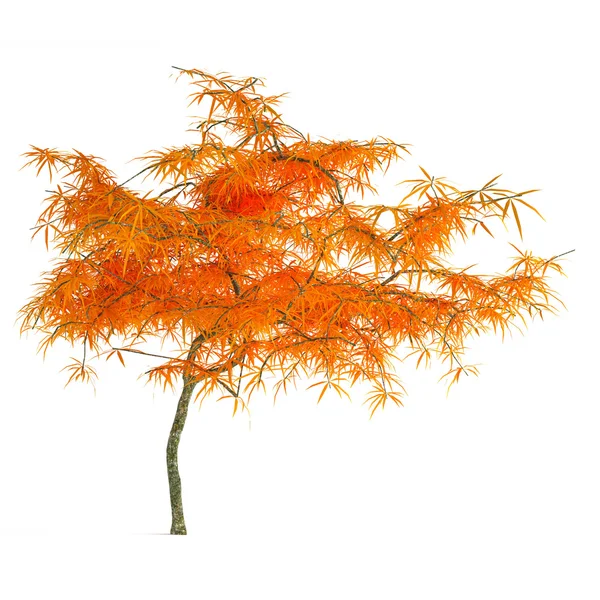 Árvore de outono isolada . — Fotografia de Stock