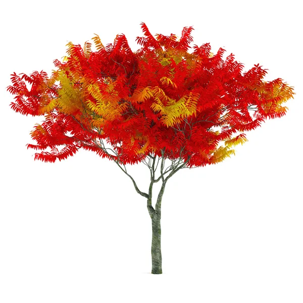 Autumn tree isolated. — Stock Photo, Image