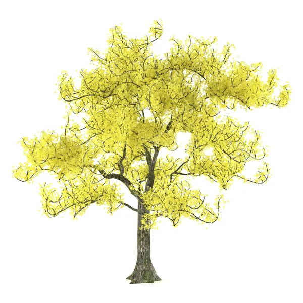Δέντρο που απομονώνονται. tabebuia chrysantha — Φωτογραφία Αρχείου