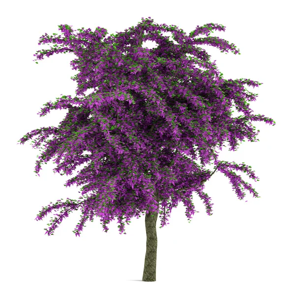 Árbol exótico de flores violetas aislado . —  Fotos de Stock