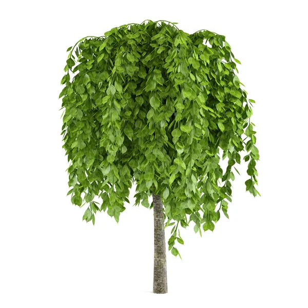 Tree with big leaves isolated — Stock Photo, Image