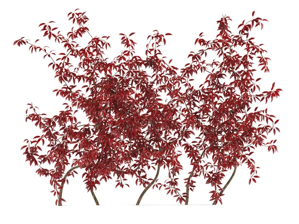 Arbusto de parede vermelho — Fotografia de Stock