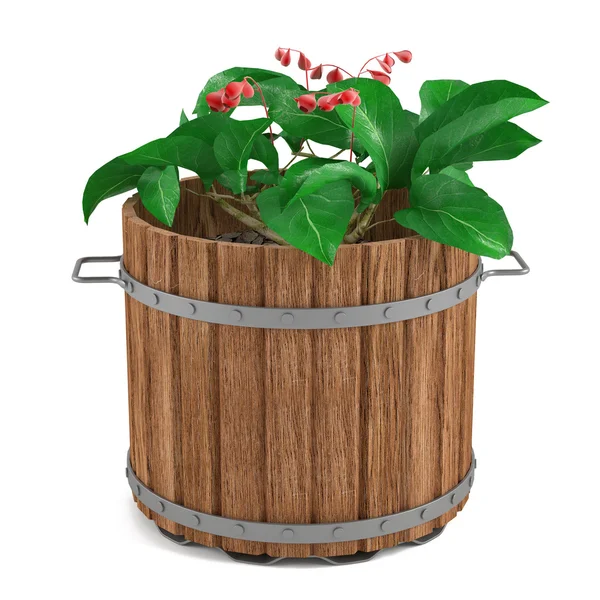 Plant in de houten vat — Stockfoto