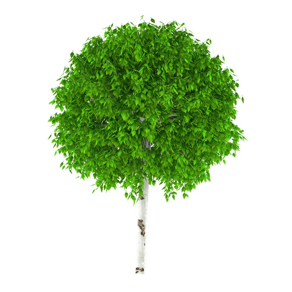 Árbol exótico aislado . — Foto de Stock