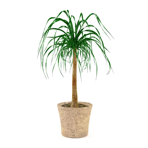 Palm plant in the pot — Stock Photo, Image