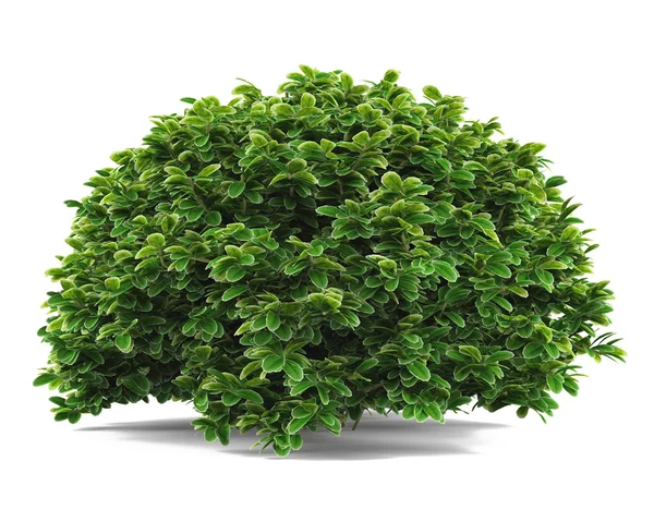 Rostlina bush izolované. — Stock fotografie