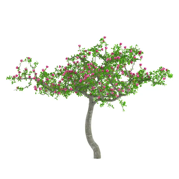 Flower tree. Decorative trees with pink flowers — Stock Photo, Image