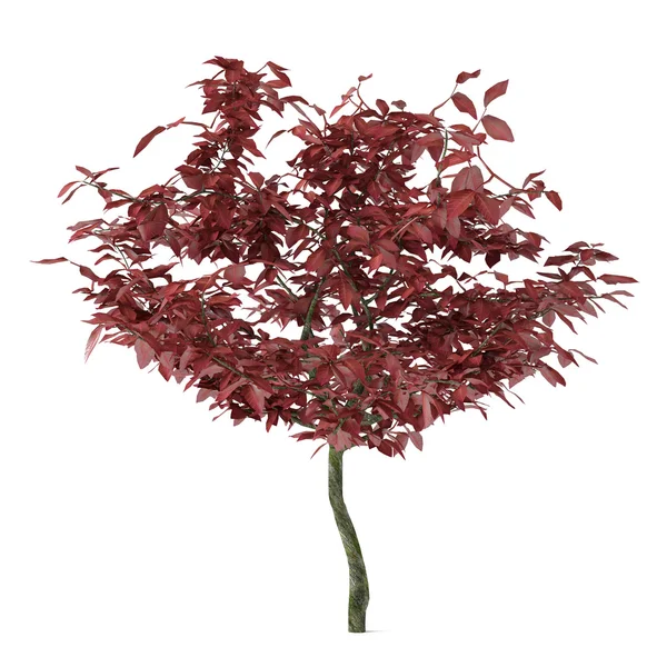 Albero rosso esotico con grandi foglie — Foto Stock