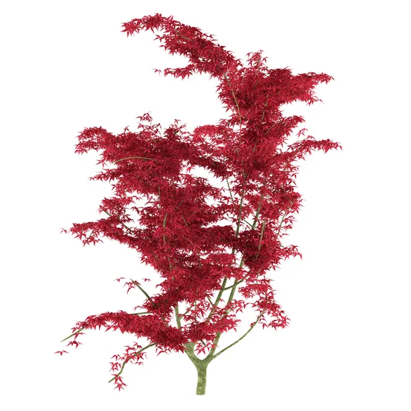 Exotischer roter Baum mit großen Blättern — Stockfoto