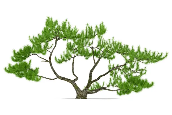 Exotic pine tree — Stock Photo, Image