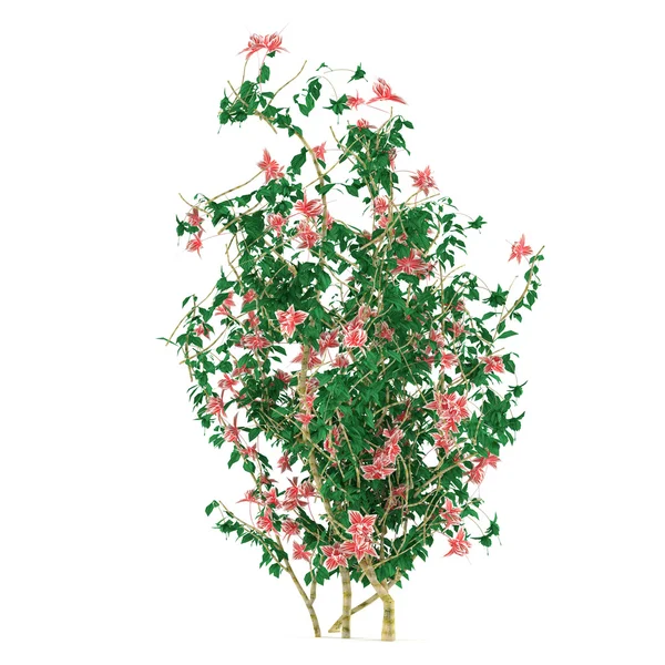 Bush with flowers isolated — Stock Photo, Image