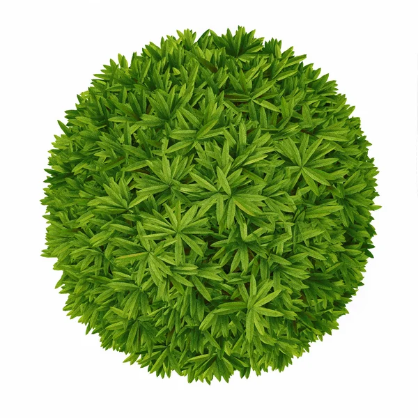 Plant bush top isolated. — Stock Photo, Image