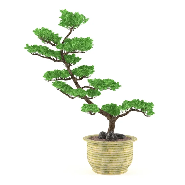 Bonsai träd i potten — Stockfoto