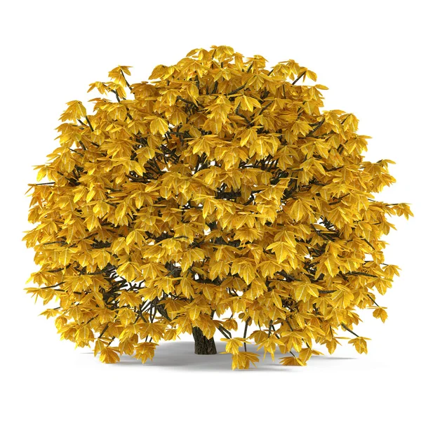 Arbusto de outono com folhas amarelas isoladas — Fotografia de Stock