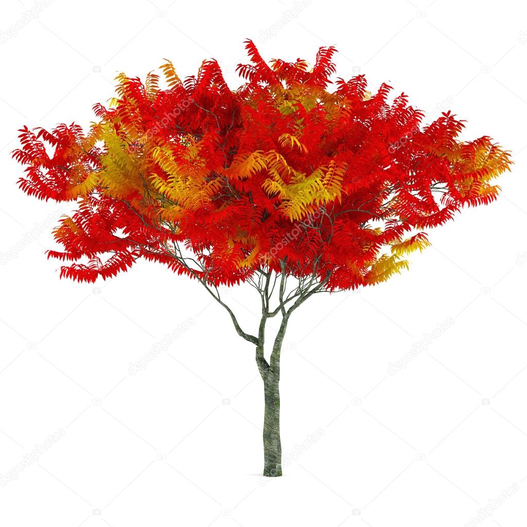 Autumn tree isolated.