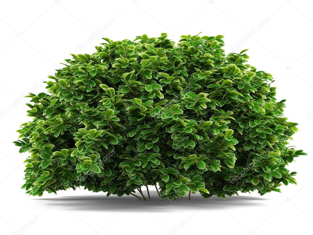 Plant bush isolated. Stock Photo by flashvector 37931841