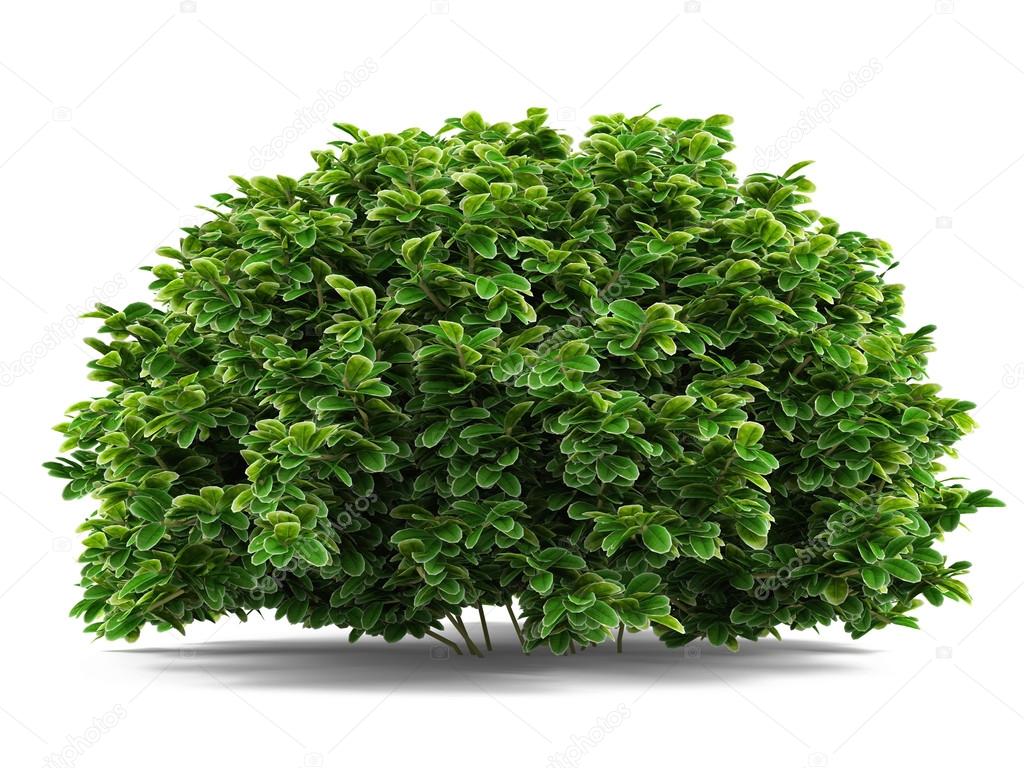 Plant bush isolated.