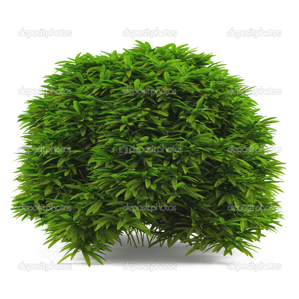 Bush plant deals
