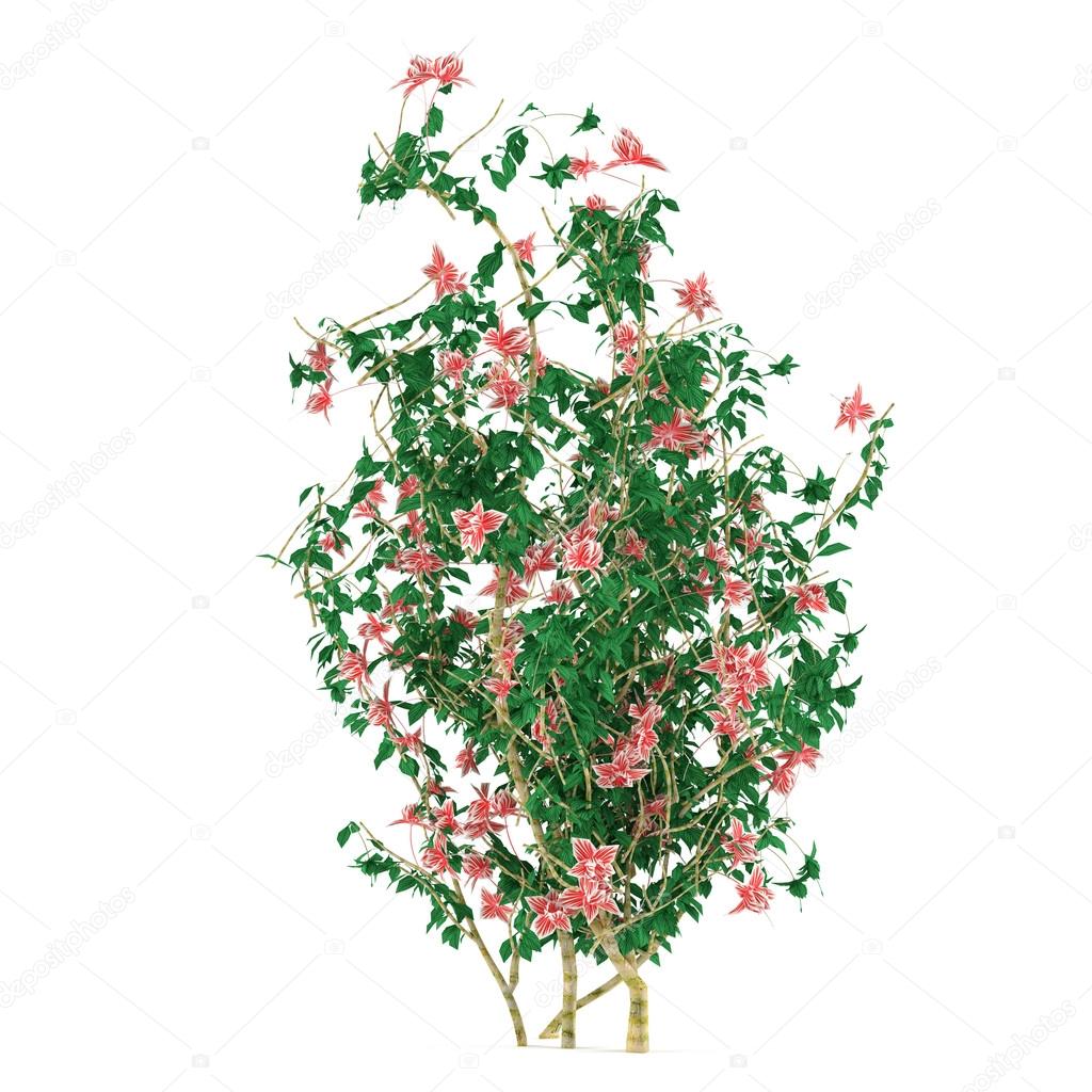 Bush with flowers isolated